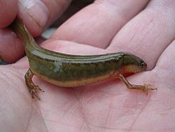Striped newt salamander notophthalmus perstriatus.jpg