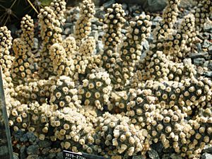 Archivo:Tephrocactus molinensis RBGK