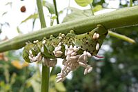 Archivo:Tomato Hornworm Parasitized by Braconid Wasp