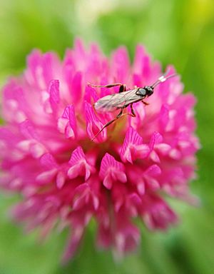 Archivo:Trifolium pratense with insect