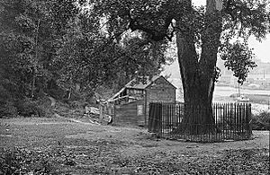 Archivo:Tulip Tree on the shore of Spuyten Duyvil Creek (1913)