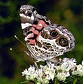 Vanessa virginiensisPCSL03914B1