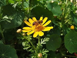 Archivo:Yellowflowerwithhoneybee