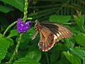 0 - Nymphalidae - Battus polydamas