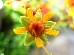 Archivo:5852 - Schynige Platte - Flower
