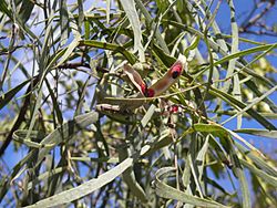 Archivo:Acacia salicina pod