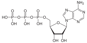 Archivo:Adenosintriphosphat protoniert