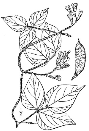 Archivo:Amphicarpaea bracteata (L.) Fernald var. comosa American hogpeanutf