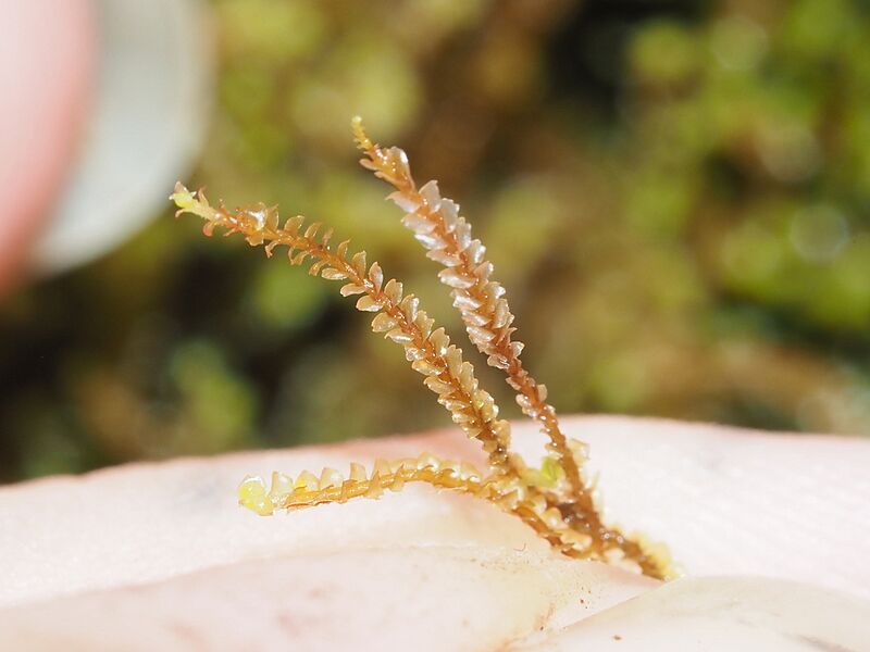 Anastrepta orcadensis 2