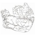Australopithecus deyiremeda