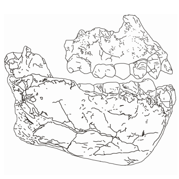 Australopithecus deyiremeda