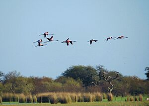 Archivo:Avistaje de flamencos en el Espinal Sanjavierino