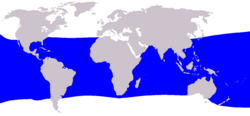 En azul, la distribución del rorcual de Bryde