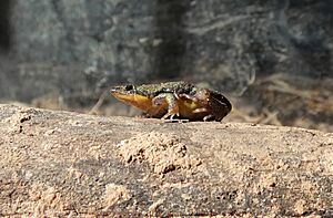 Archivo:Bicoloración del sapito oval (Elachistocleis bicolor), Uruguay, 2022