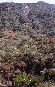 Archivo:Blechnum and Phylica on Gough Island