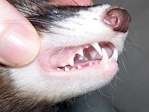 Archivo:Buffy teeth