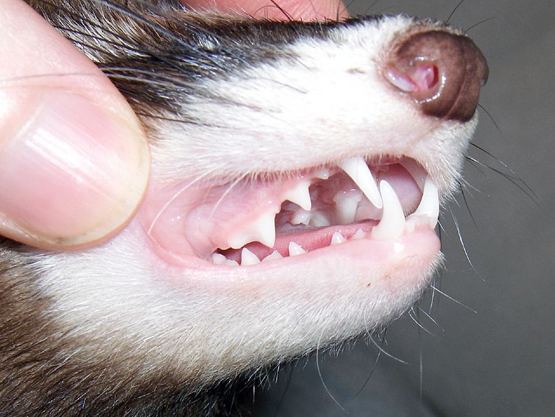 Buffy teeth