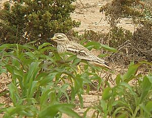 Archivo:Burhinus oedicnemus0