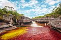 CAÑO CRISTALES – LOS OCHOS 01