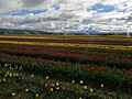 Campo de Tulipanes