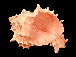 Chicoreus erythrostomus shell.jpg
