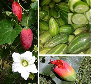 Coccinia grandis Ivy gourd compose