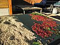 Coffee-cherries-green-coffee-tarrazu-costa-rica