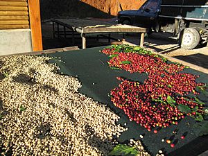 Archivo:Coffee-cherries-green-coffee-tarrazu-costa-rica