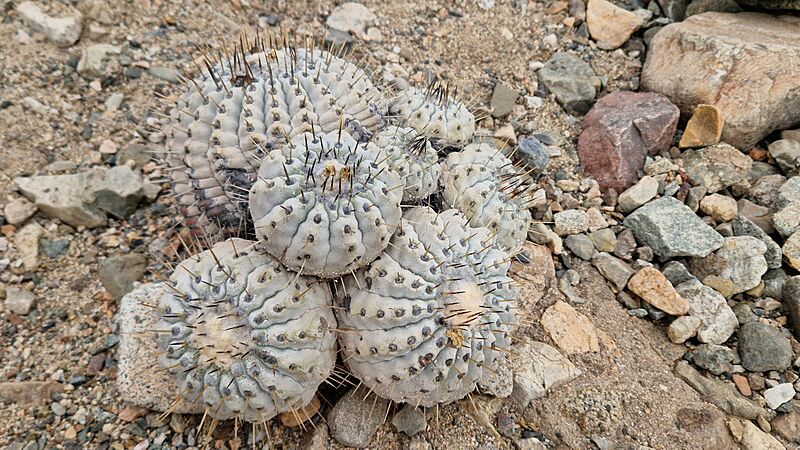 Copiapoa cinerea 45