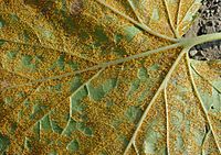 Archivo:Cronartium ribicola2