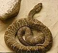 Crotalus vegrandis-Cascabel de Uracoan