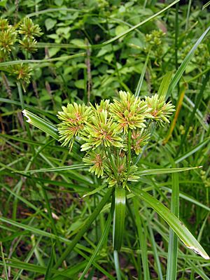 Archivo:Cyperus eragrostis