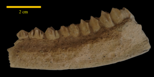 Archivo:DentariCervus