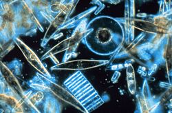 Archivo:Diatoms through the microscope