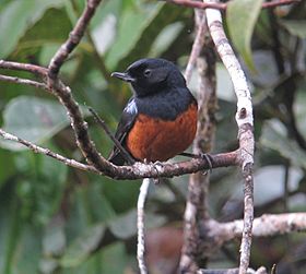 Diglossa gloriosissima Picaflor pechirrufo Chestnut-bellied Flowerpiercer (8442318808).jpg