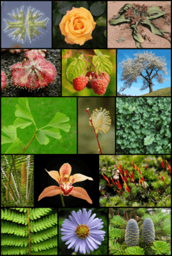 Archivo:Diversity of plants (Streptophyta) version 2