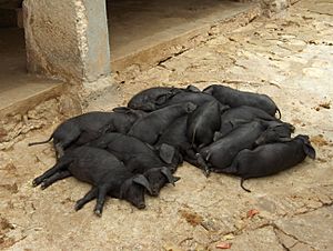 Archivo:EC Black Piglets
