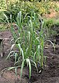 Echinochloa crus-galli, hanenpoot