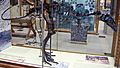 Eustreptospondylus skeleton (incomplete skull)