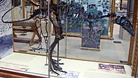 Archivo:Eustreptospondylus skeleton (incomplete skull)