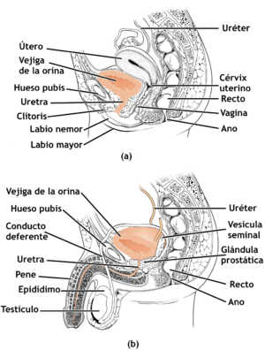 Female and Male Urethra-es.png
