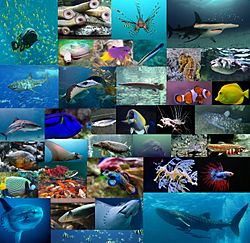 Fish diversity.jpg
