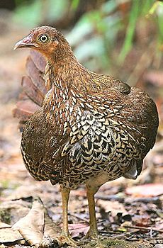 Archivo:Flickr - Rainbirder - Ceylon Junglefowl (Gallus lafayetii) female