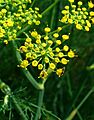 Foeniculum vulgare 003