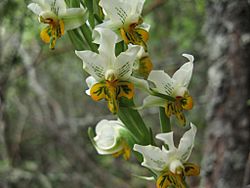 Gavilea leucantha 001.jpg