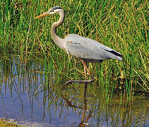 Archivo:Great Blue Heron Wading 2