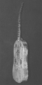 GuadalupeVihuela