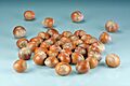 Hazelnuts (Corylus avellana)