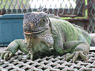 Archivo:Iguana iguana Florida 2006