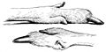 Kaenguru Hinterfuss-drawing